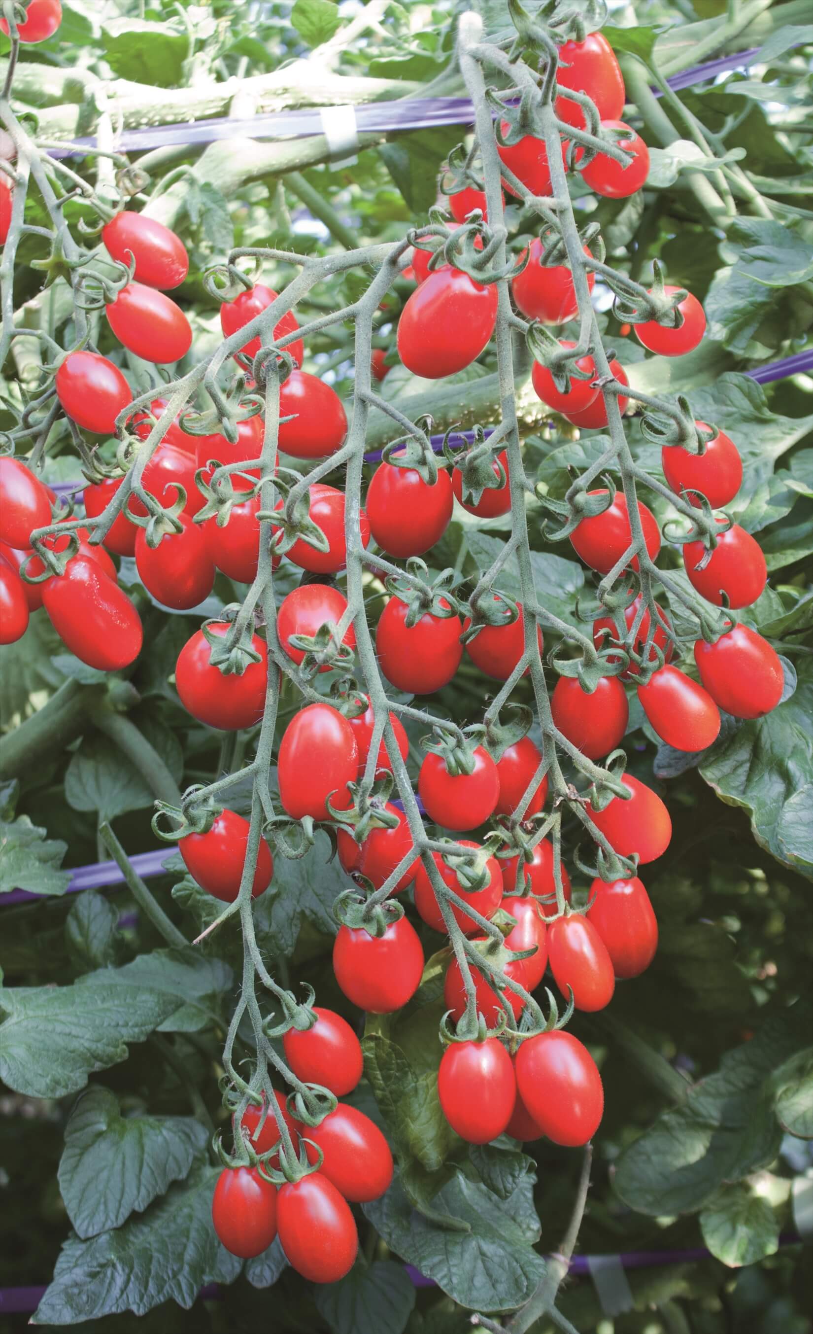 トマト ﾛｯｿﾅﾎﾟﾘﾀﾝ接木(ｸﾞﾘｰﾝﾌｫｰｽ)【ﾄﾏﾄ苗9cmﾎﾟｯﾄ】 | 株式会社PsEco（ピーエス