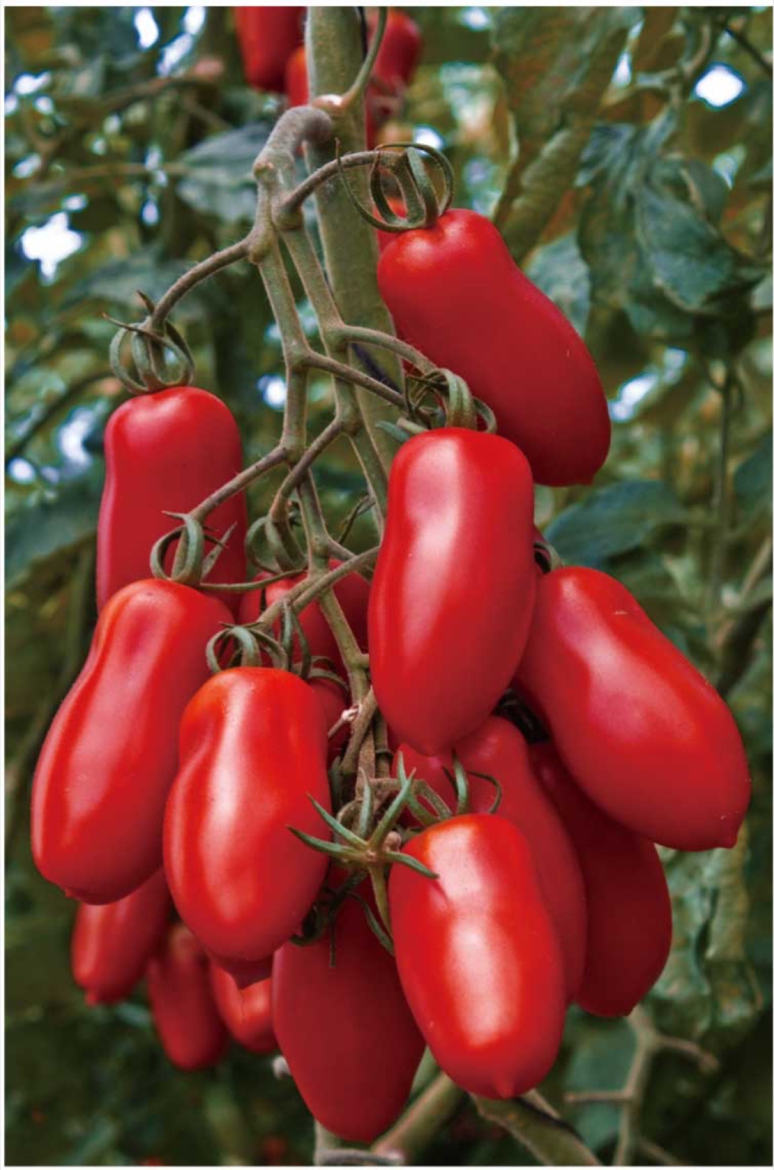 ｻﾝﾏﾙﾂｧｰﾉﾘｾﾞﾙﾊﾞ接木(ｽﾊﾟｲｸ23)【ﾄﾏﾄ苗128穴】 | 株式会社PsEco