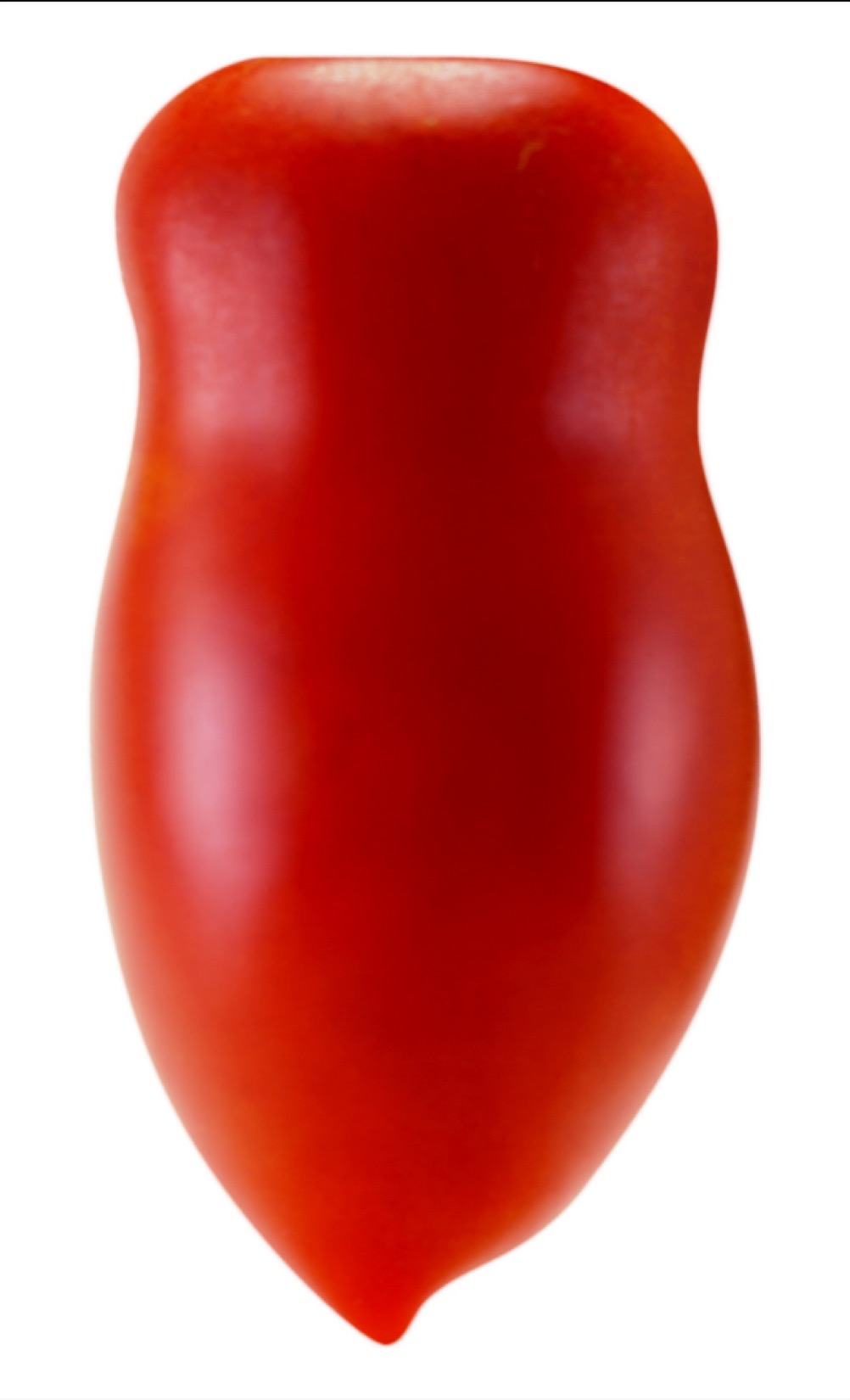 ｻﾝﾏﾙﾂｧｰﾉﾘｾﾞﾙﾊﾞ接木(ｸﾞﾘｰﾝﾌｫｰｽ)【ﾄﾏﾄ苗9cmﾎﾟｯﾄ】 | 株式会社PsEco