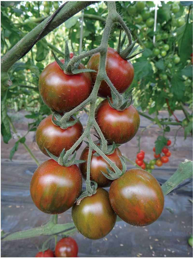 ﾌﾞﾗｯﾃﾞｨﾀｲｶﾞｰ接木(ｷﾝｸﾞﾊﾞﾘｱ)【ﾄﾏﾄ苗128穴】 | 株式会社PsEco（ピーエス