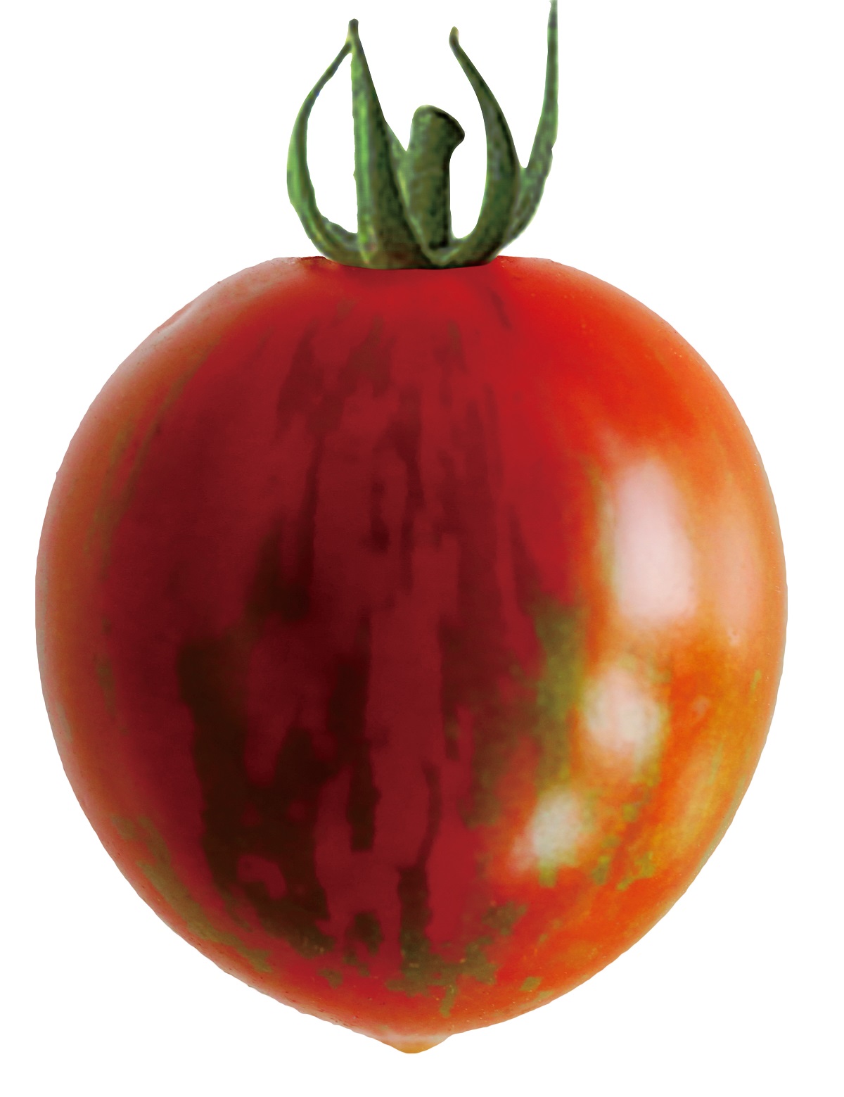 ﾌﾞﾗｯﾃﾞｨﾀｲｶﾞｰ接木(ｷﾝｸﾞﾊﾞﾘｱ)【ﾄﾏﾄ苗9cmﾎﾟｯﾄ】 | 株式会社PsEco