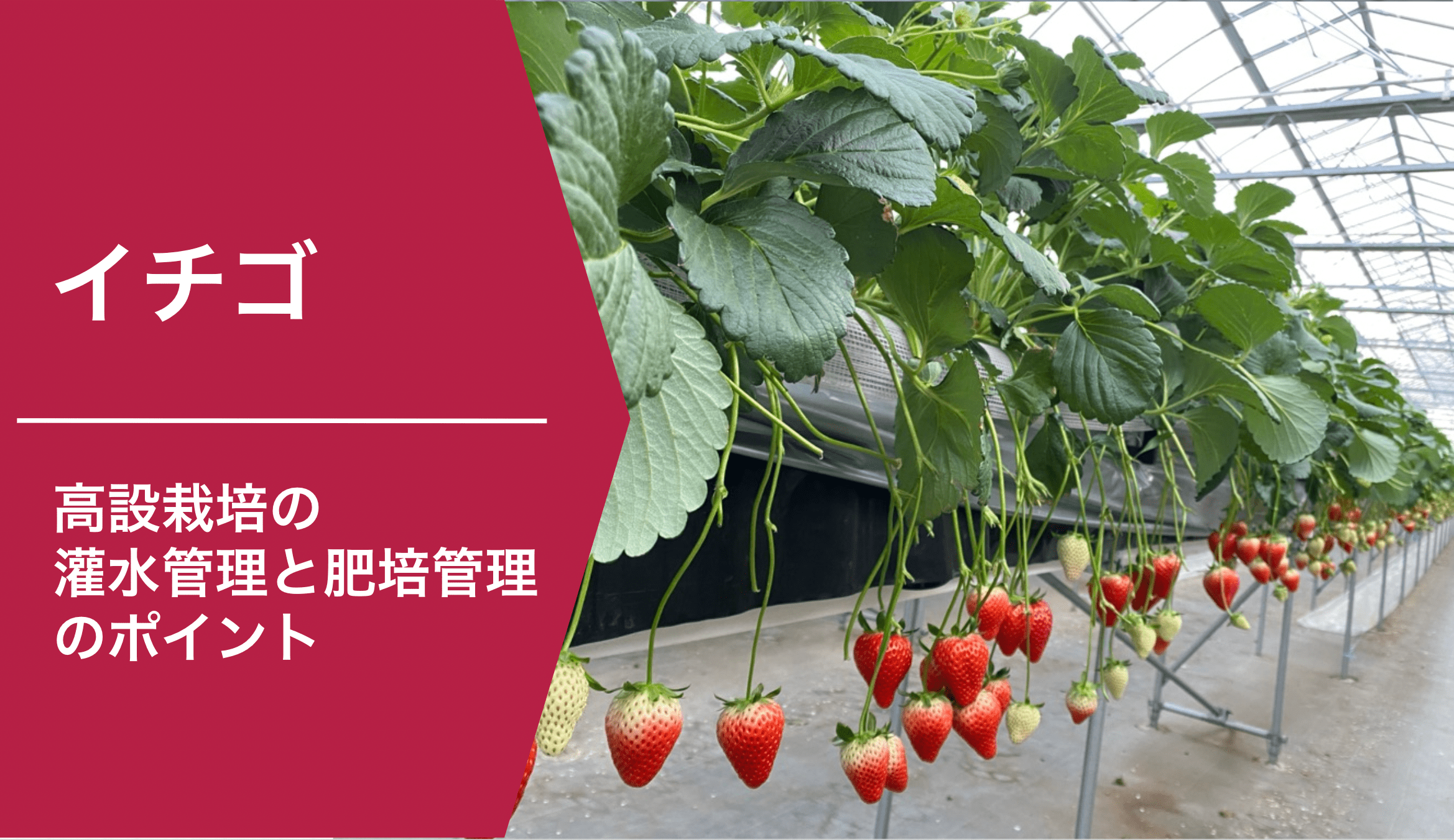 イチゴ_高設栽培の灌水管理と肥培管理 | ナレッジベース | 株式会社 