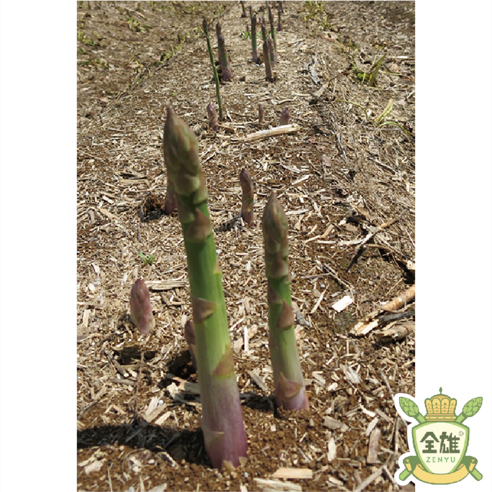 北海道産 アスパラガス 苗 株 ポールトム 1.5年培養苗／3株セット特別価格 北海道産 アスパラガス 苗 株 ポールトム 1.5年培養苗／3株