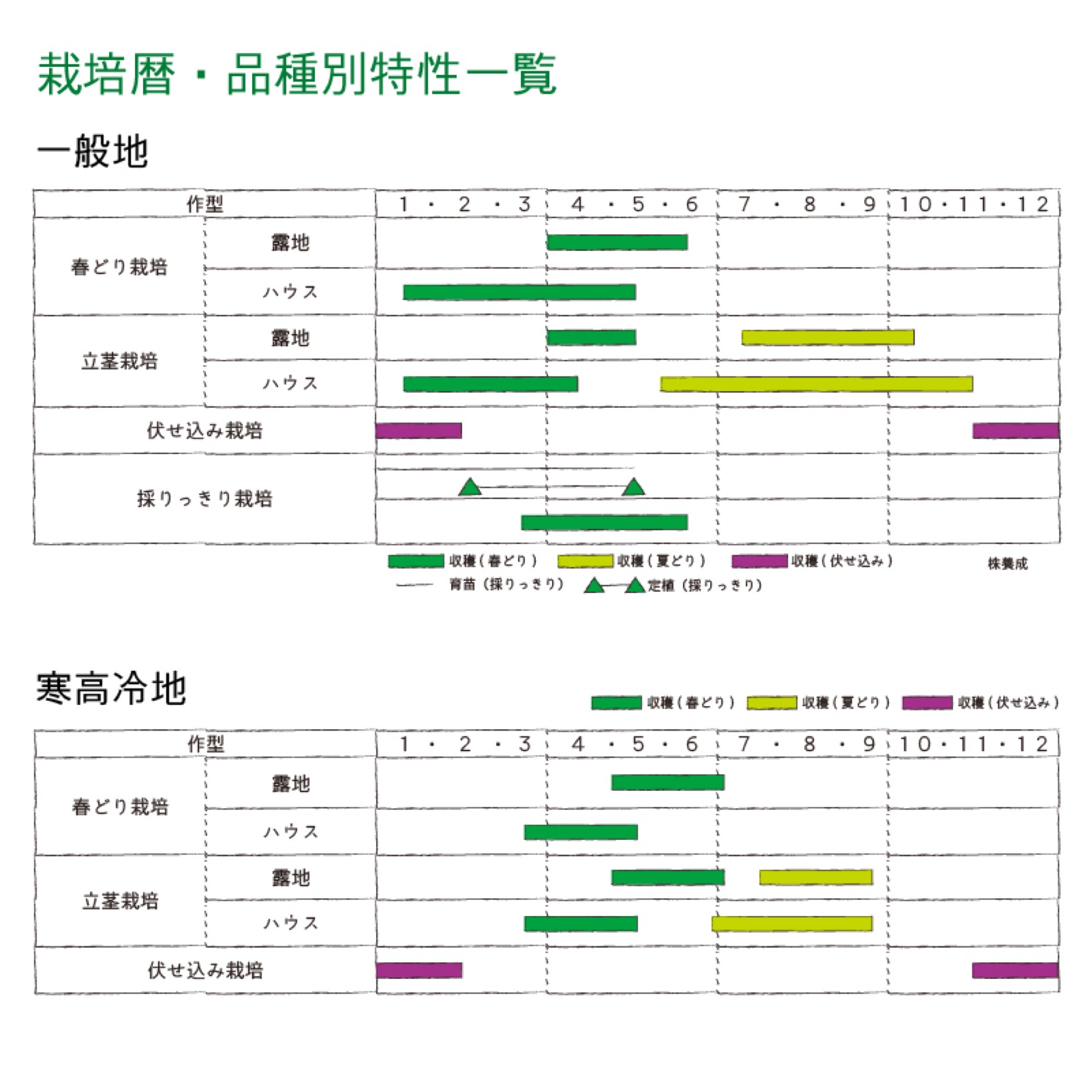 【アスパラガス苗128穴】ゼンユウガリバー_360本保証