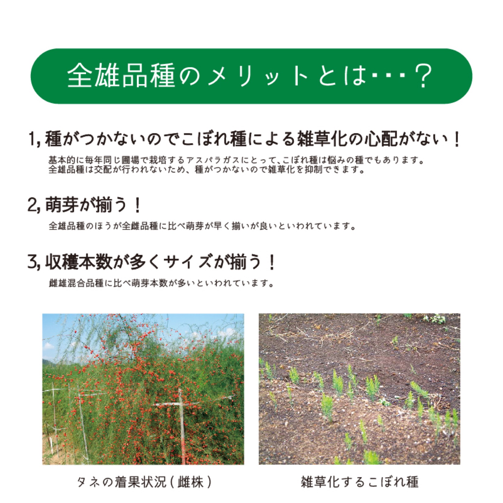 アスパラガス苗128穴】PA057_360本保証 | 株式会社PsEco