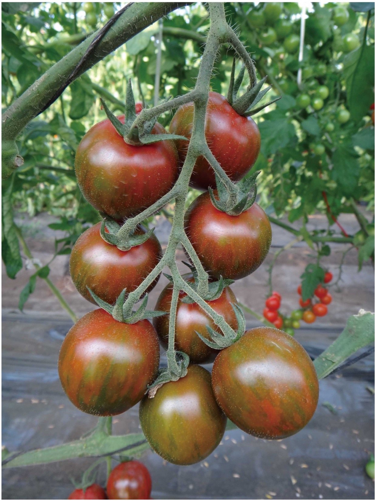 トマト トマト種子】ブラッディタイガー_8粒 | 株式会社PsEco（ピーエスエコ）