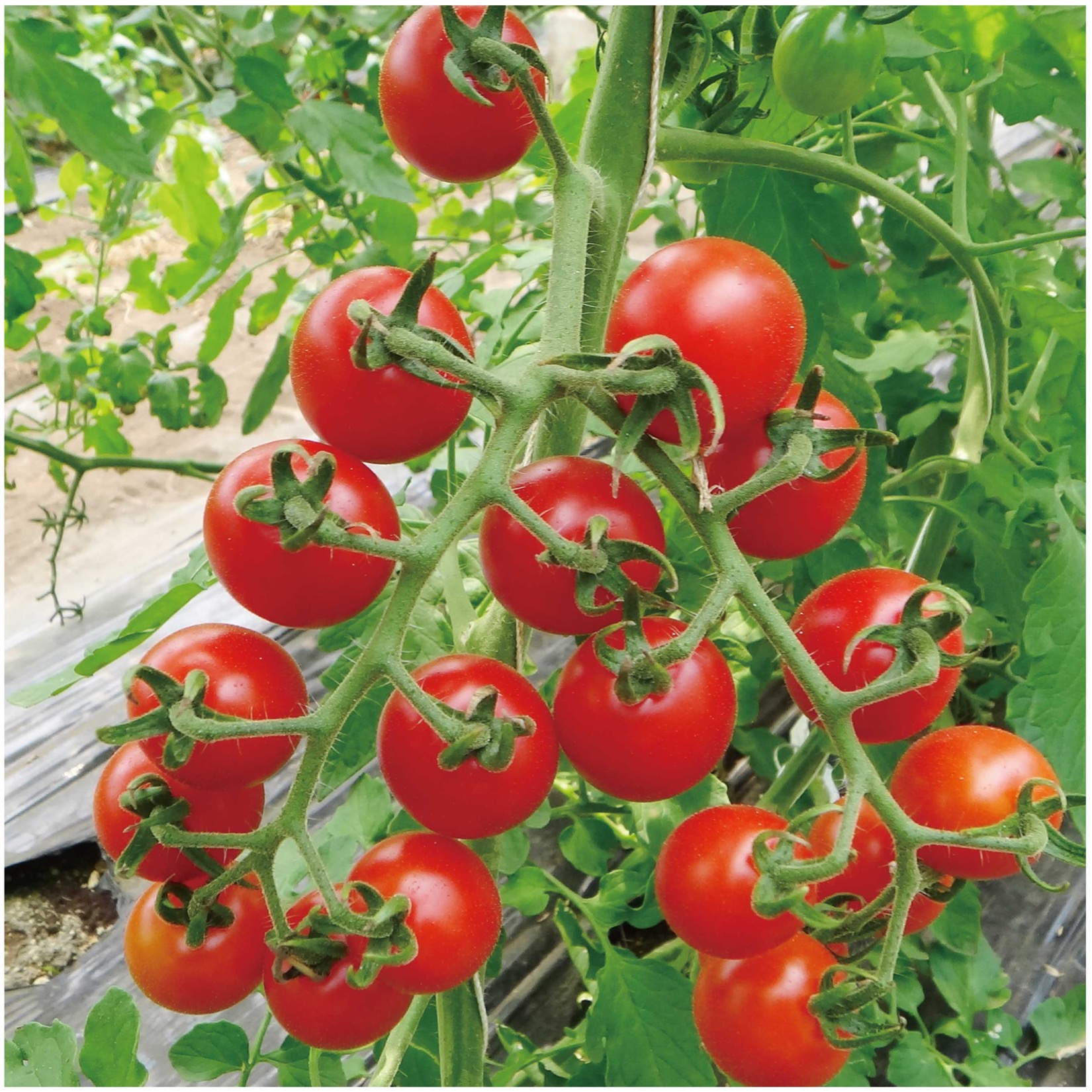 トマト種子】ピッコラルージュCF_8粒 | 株式会社PsEco（ピーエスエコ）