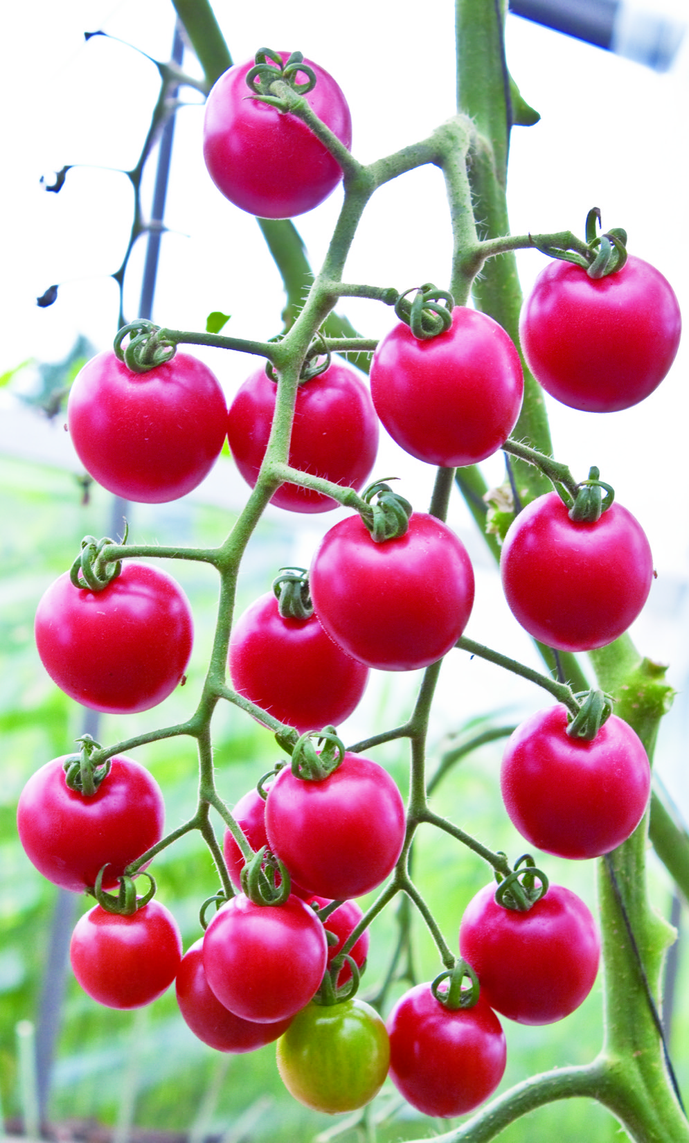 トマト種子】プリンセスロゼ_1000粒 | 株式会社PsEco（ピーエスエコ）