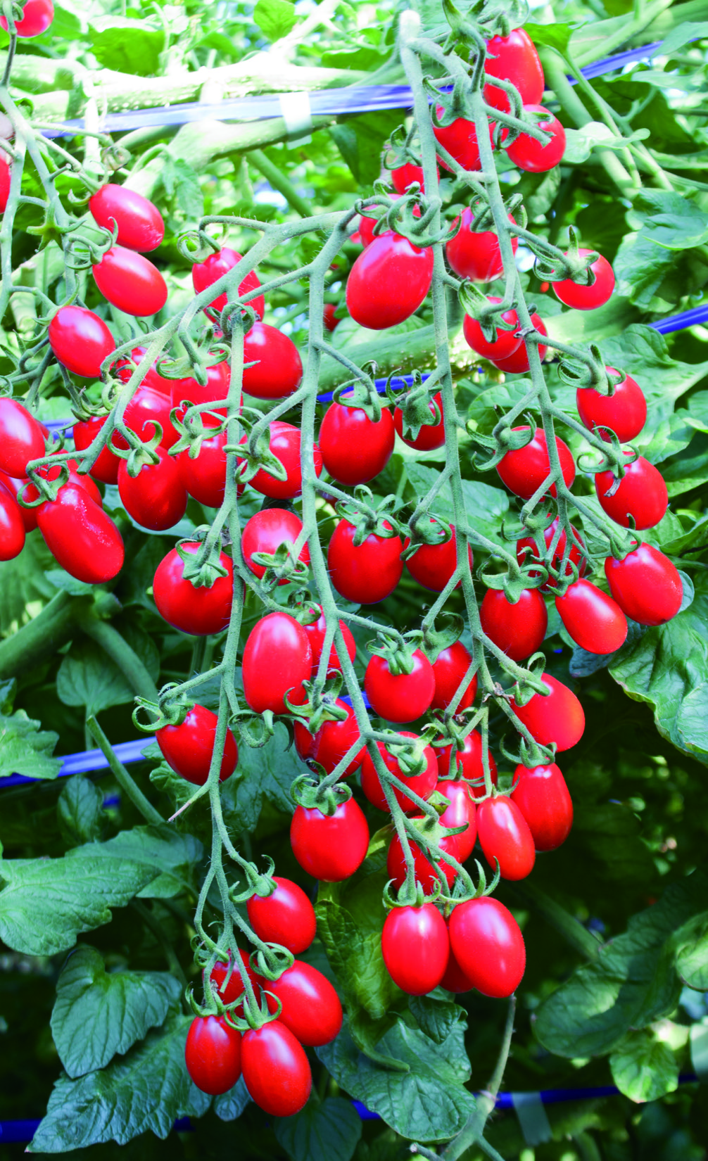 トマト種子】ロッソナポリタン_1000粒 | 株式会社PsEco（ピーエスエコ）