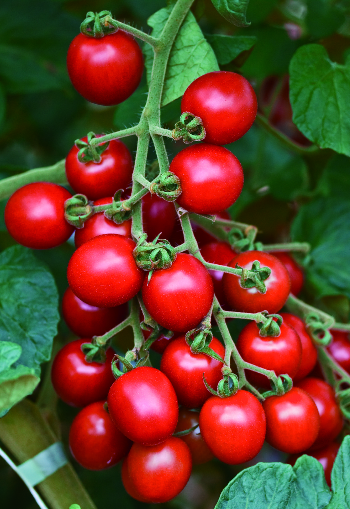 トマト種子】ピッコラルージュ_8粒 | 株式会社PsEco（ピーエスエコ）