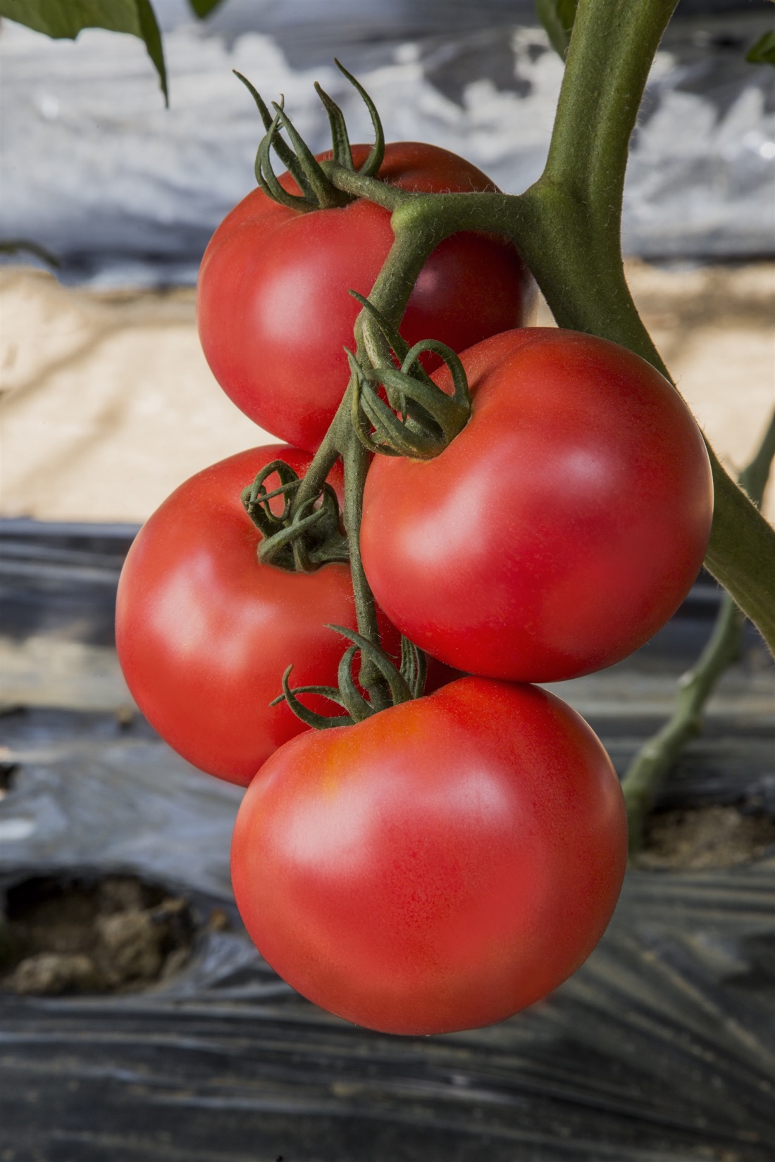 トマト種子】桃太郎ネクスト_1000粒 | 株式会社PsEco（ピーエスエコ）