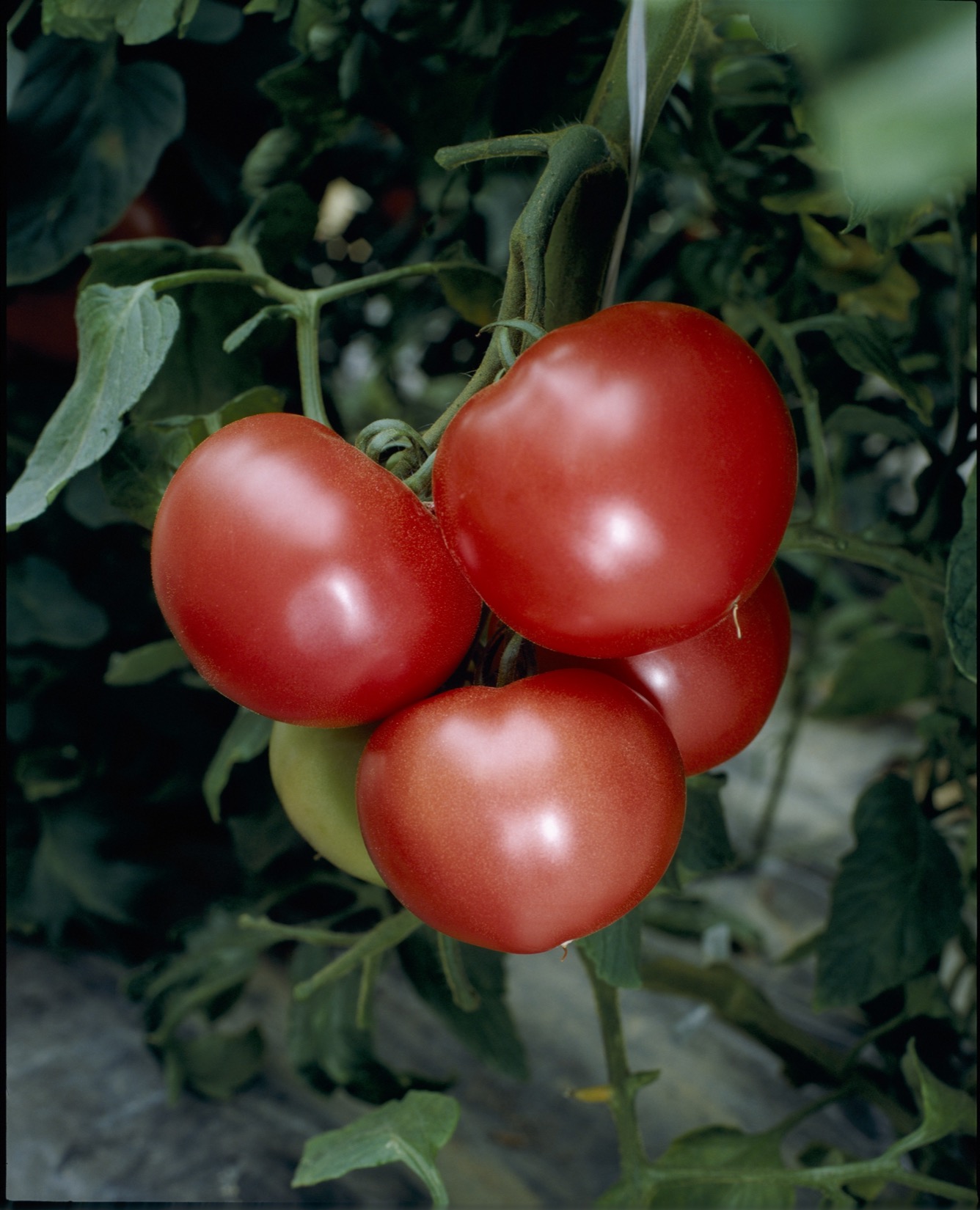 トマト種子】桃太郎8_100粒 | 株式会社PsEco（ピーエスエコ）