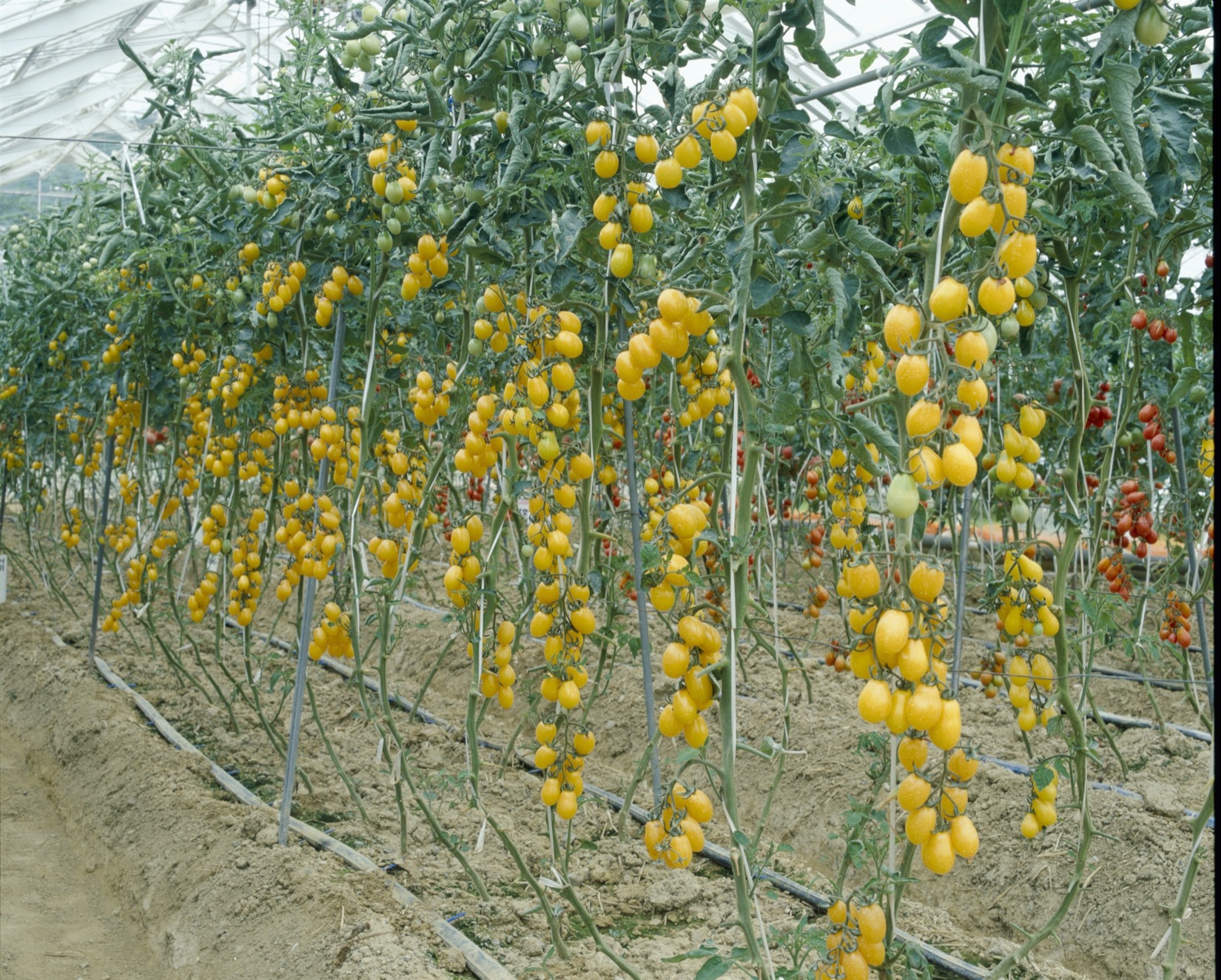 トマト種子】イエローピコ_1000粒 | 株式会社PsEco（ピーエスエコ）