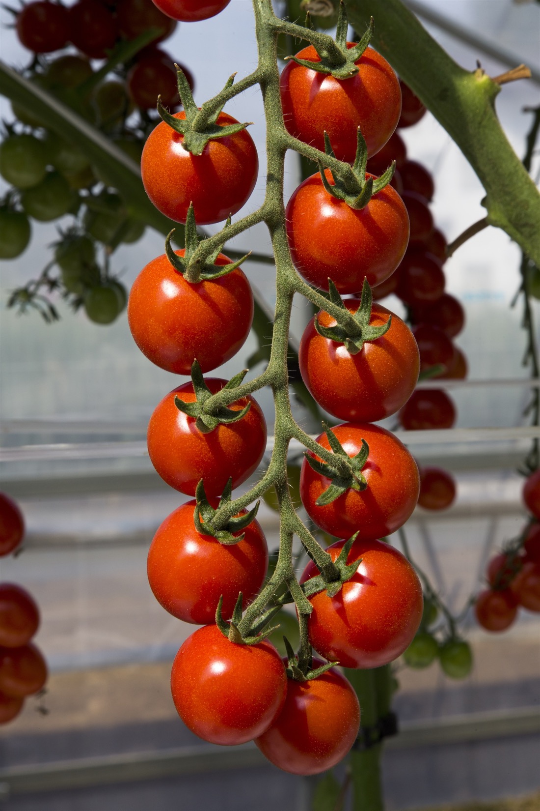 売れ筋ランキングも掲載中！ トマト 種 ペレット1000粒 トマトの種