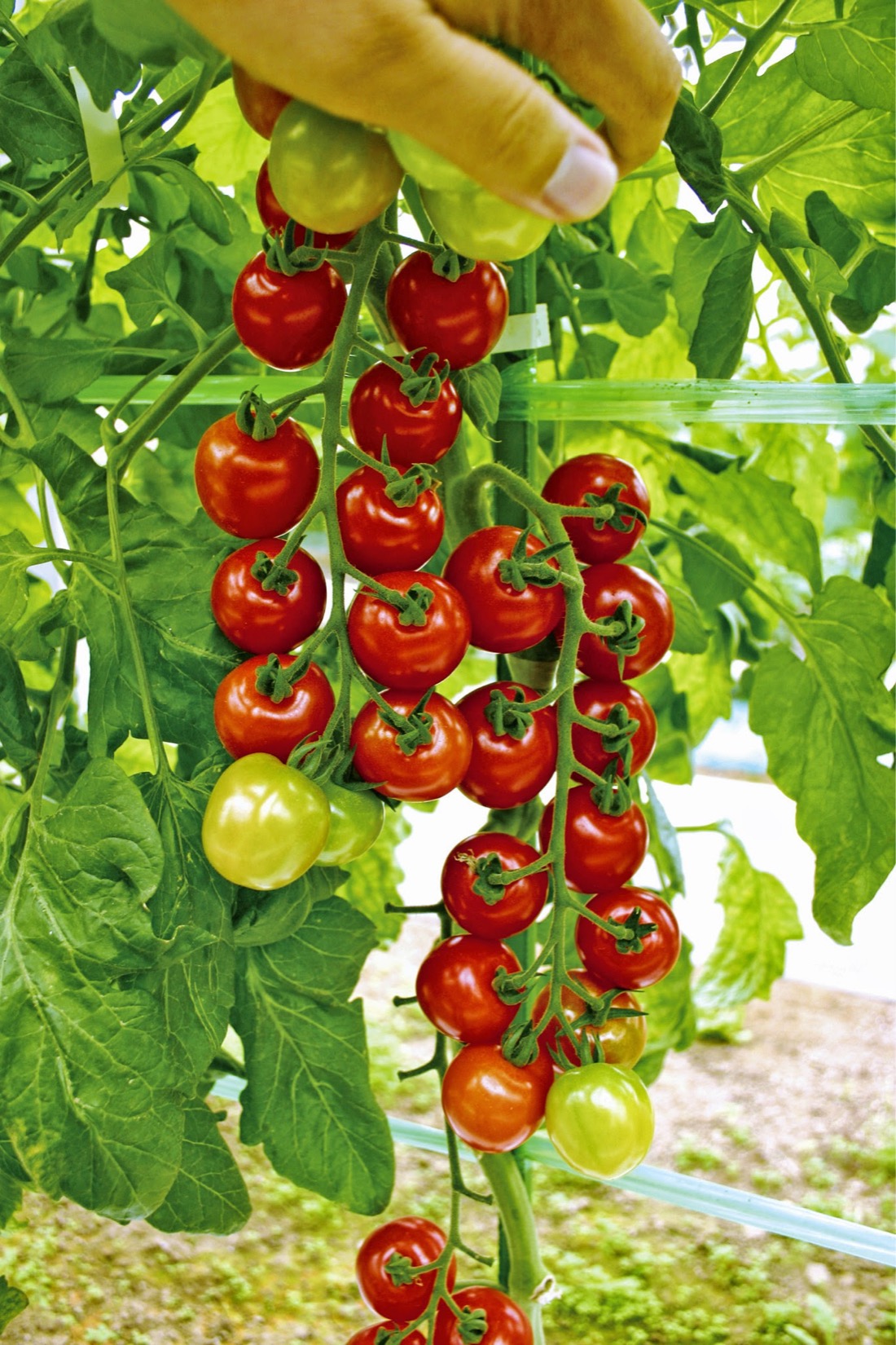 トマト種子】サンチュリーピュア_100粒 | 株式会社PsEco（ピーエスエコ）