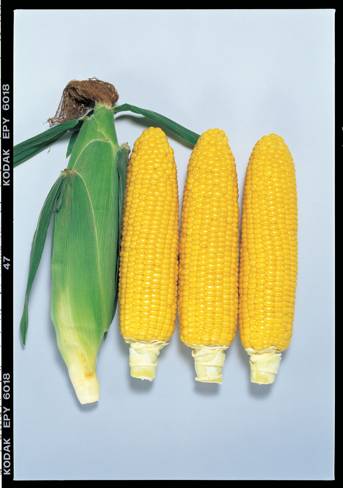 スイートコーン種子】ゴールドラッシュ86_200粒 | 株式会社PsEco